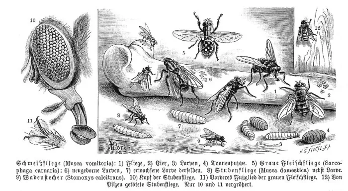 Framed Print : Insects, cynomya mortuorum (Musca vomitoria) Framed Print : Insects, cynomya mortuorum (Musca vomitoria)