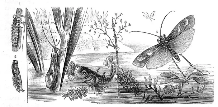 Framed Print : Insects, Diamond-spotted caddisfly