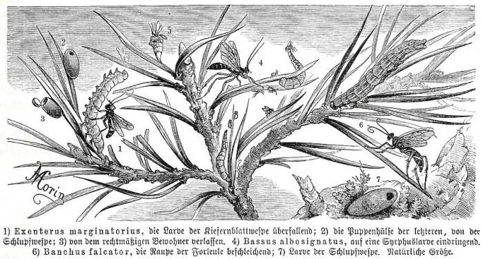 Framed Print : Insects, Exenterus marginatorius