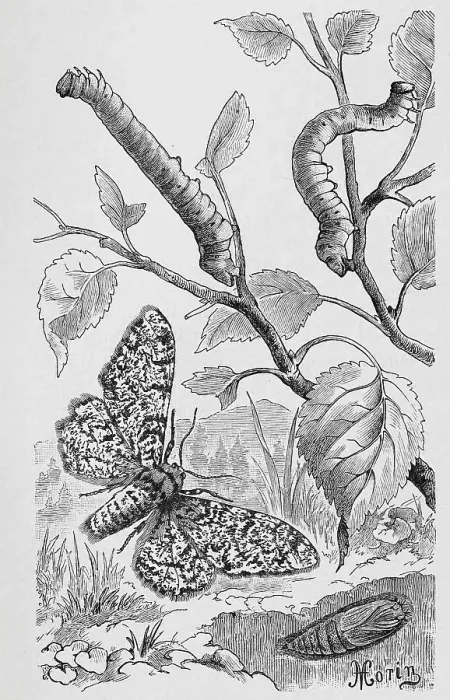 Framed Print : Insects, Female birch moth (Biston betularia) is a butterfly