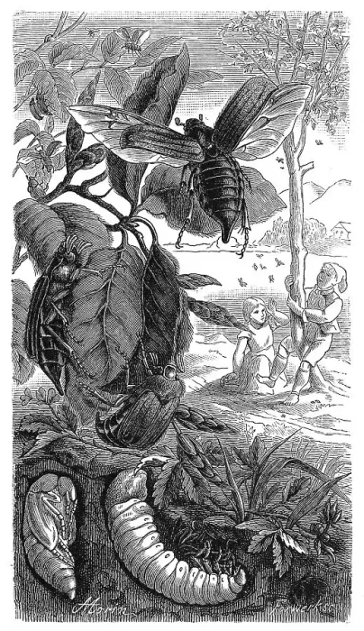 Framed Print : Insects, Field cockchafer (Melolontha melolontha) Framed Print : Insects, Field cockchafer (Melolontha melolontha)