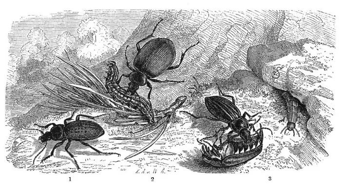 Framed Print : Insects, golden ground beetle (Carabus auratus) Carabus hortensis Framed Print : Insects, golden ground beetle (Carabus auratus) Carabus hortensis