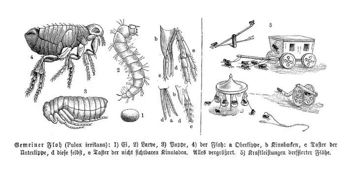 Framed Print : Insects, Human flea (Pulex irritans)