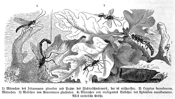 Framed Print : Insects, Ichneumon pisorius, Spruce hawk moth