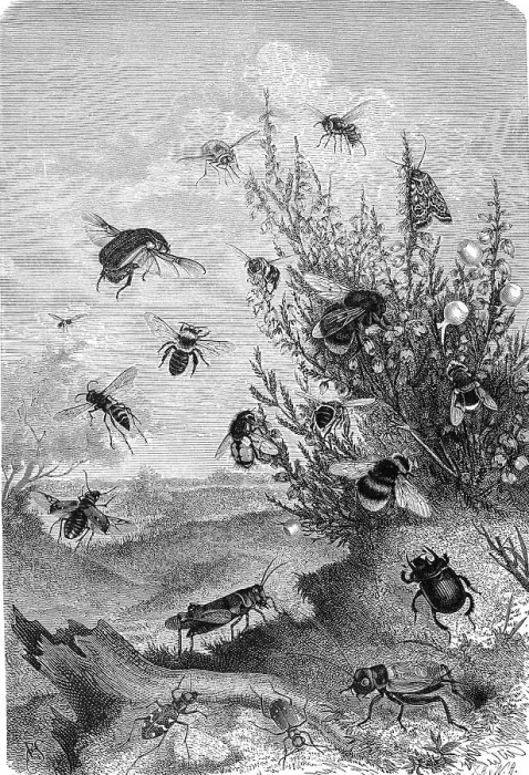 Framed Print : Insects, insect life on heather Framed Print : Insects, insect life on heather