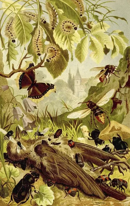 Framed Print : Insects, insects removing a bird carcass
