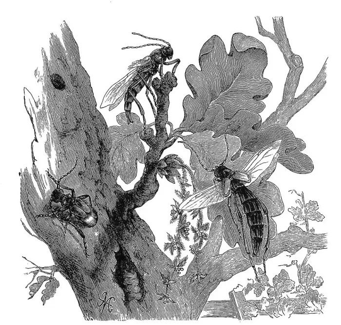 Framed Print : Insects, Large half-deck longhorn beetle