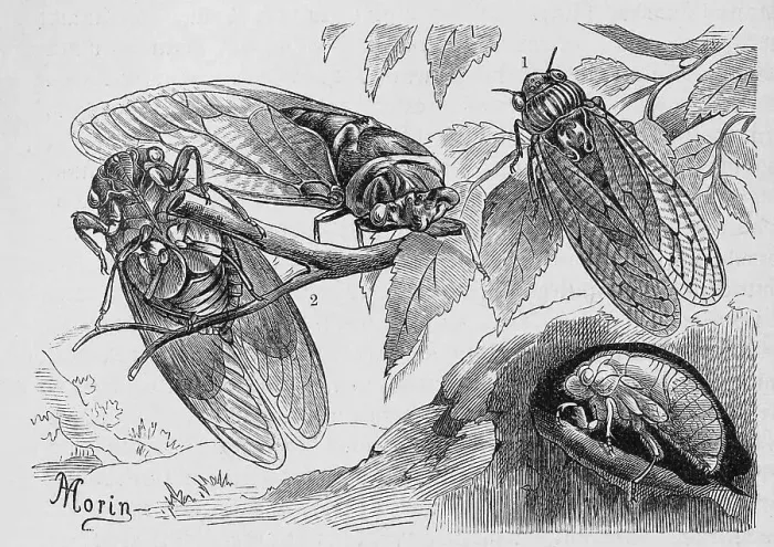 Framed Print : Insects, Mannacicada, cicada orni (orni)