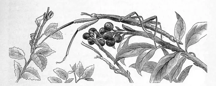 Framed Print : Insects, Mediterranean stick insect Framed Print : Insects, Mediterranean stick insect