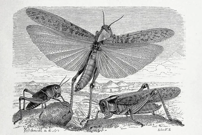 Framed Print : Insects, migratory locust (Locusta migratoria)