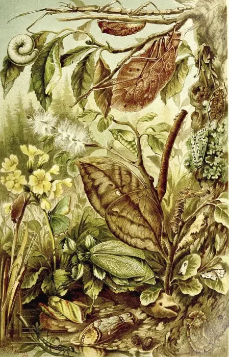 Framed Print : Insects, Mimicry, Protectiveness of Insects
