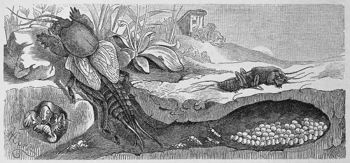 Framed Print : Insects, Mole cricket, Gryllotalpa vulgaris