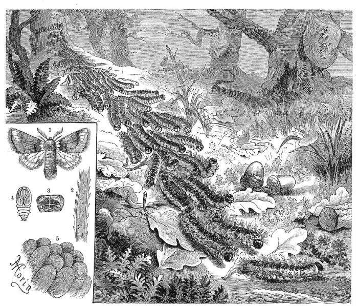 Framed Print : Insects, Oak processionary moth (Thaumetopoea processionea) is a butterfly