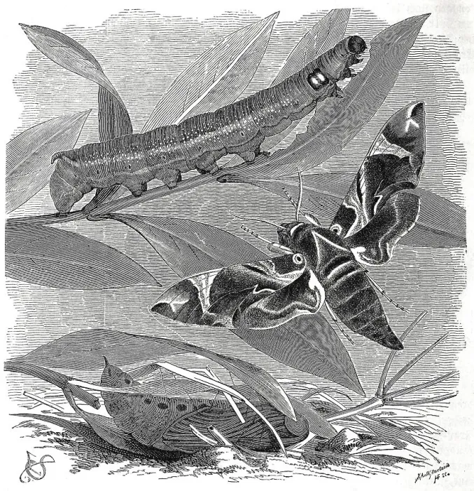 Framed Print : Insects, Oleander hawk moth, Sphinx nerii