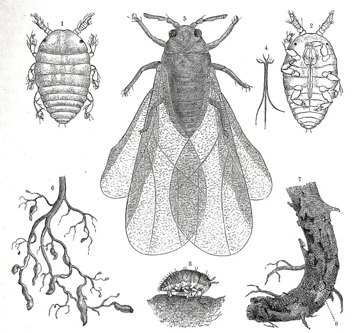 Framed Print : Insects, phylloxera (Daktulosphaira vitifoliae) Framed Print : Insects, phylloxera (Daktulosphaira vitifoliae)