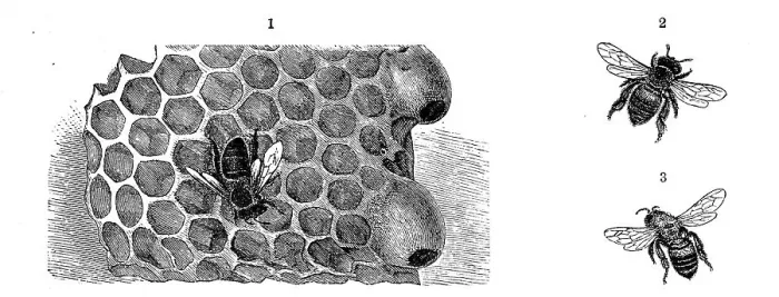 Framed Print : Insects, piece of honeycomb with two queen cells and a German bee (Apis) mellifica