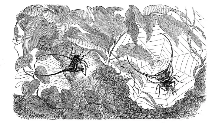 Framed Print : Insects, pincer spider, Macracantha arcuata Framed Print : Insects, pincer spider, Macracantha arcuata