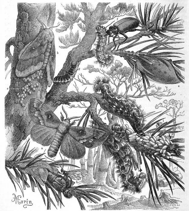 Framed Print : Insects, pine-tree lappet (Dendrolimus pini) is a butterfly Framed Print : Insects, pine-tree lappet (Dendrolimus pini) is a butterfly