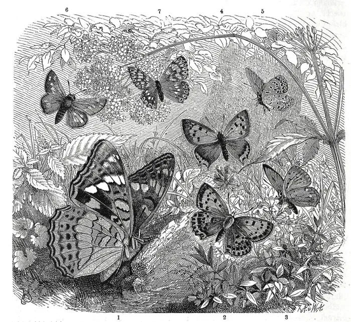Framed Print : Insects, poplar admiral (Limenitis populi) Framed Print : Insects, poplar admiral (Limenitis populi)