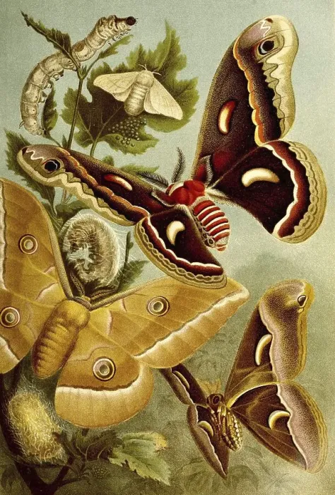 Framed Print : Insects, silk moth or domesticated silkmoth (Bombyx mori)