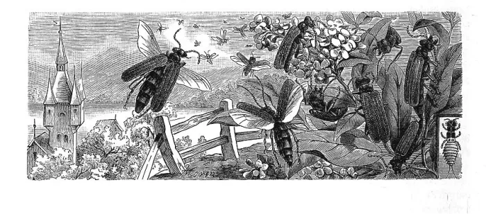 Framed Print : Insects, Spanish fly (Lytta vesicatoria)