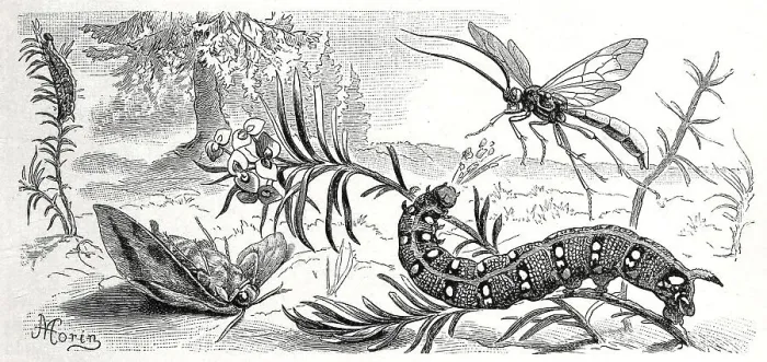 Framed Print : Insects, spurge hawk moth, Sphinx euphorbiae