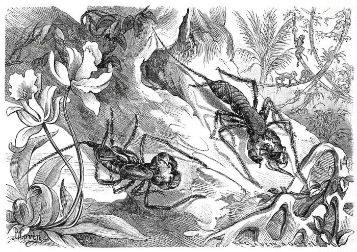 Framed Print : Insects, tailed thread scorpion