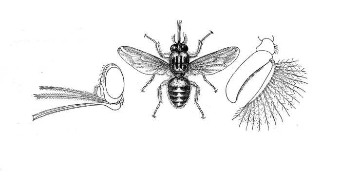 Framed Print : Insects, Tsetse fly, Glossina morsitans