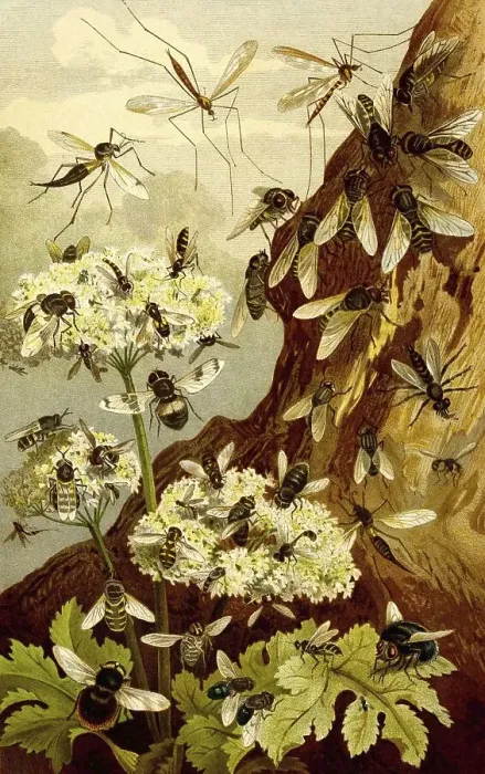 Framed Print : Insects, various flies (Brachycera)
