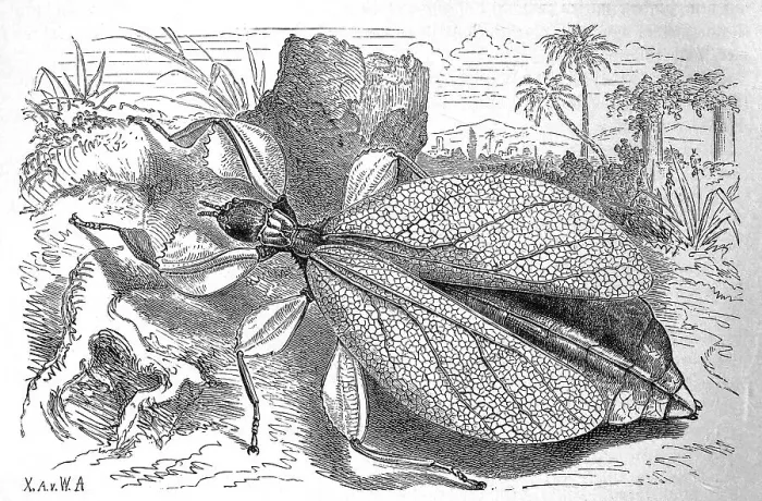 Framed Print : Insects, Walking leaf, Phyllium siccifolium
