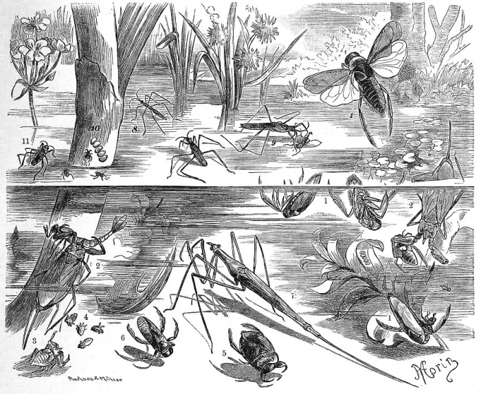 Framed Print : Insects, water bugs: 1. common water boatman (Notonecta glauca)