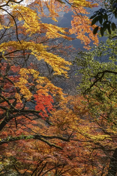 Framed Print : Intense autumn colors dominate the treetops in the dense forest