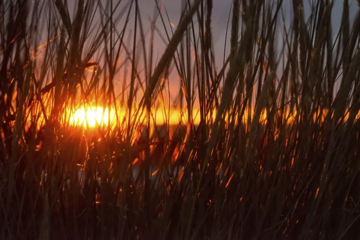 Framed Print : Intense red sunlight shimmers through tall grasses and creates a warm atmosphere Framed Print : Intense red sunlight shimmers through tall grasses and creates a warm atmosphere