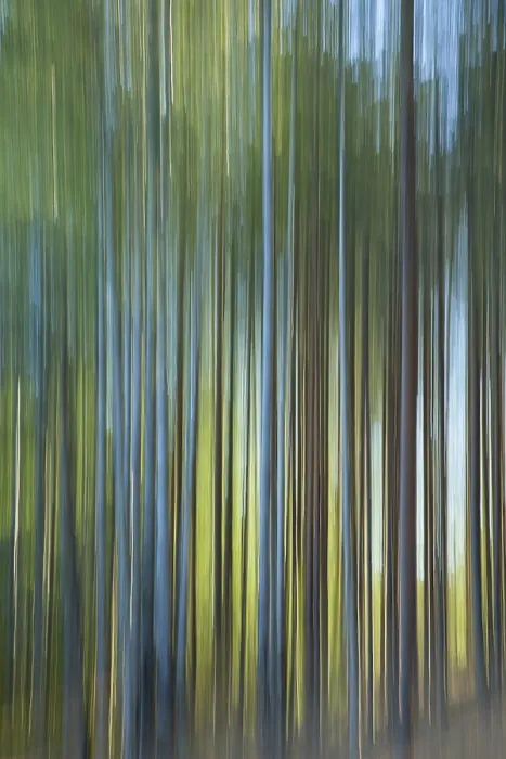 Framed Print : Intentional camera movement (ICM) image of a dream like background of trees in forest created by motion blur