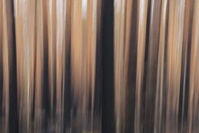 Framed Print : Intentional camera movement (ICM) of tree trunks after forest fire at Hiittenhautakangas in summer Framed Print : Intentional camera movement (ICM) of tree trunks after forest fire at Hiittenhautakangas in summer