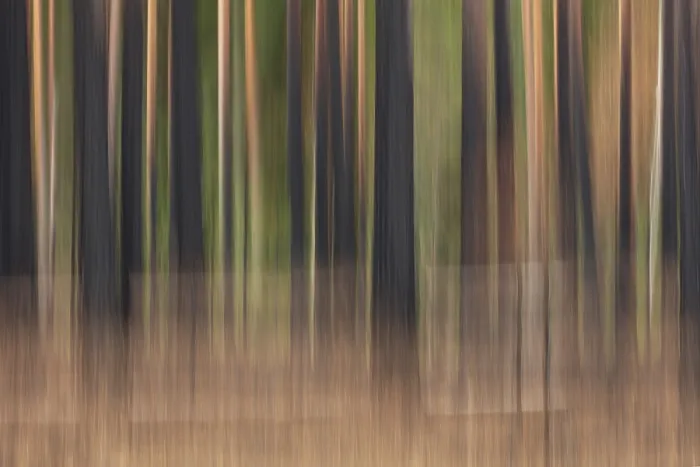Framed Print : Intentional camera movement (ICM) of tree trunks after forest fire at Hiittenhautakangas in summer