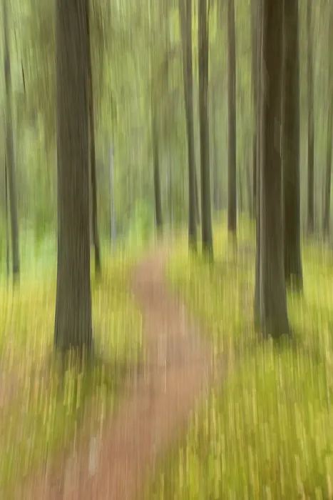 Framed Print : Intentional camera movement (ICM) of tree trunks and trail in forest at Katikankanjoni canyon in summer