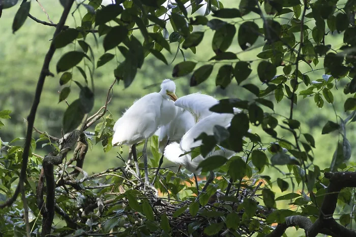 Framed Print : Intermediate egret (Egretta intermedia)