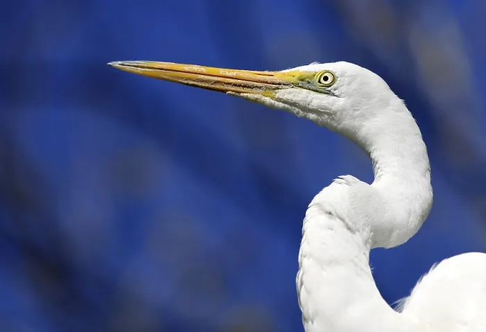Framed Print : Intermediate Egret, also Median or Yellow-billed Egret (Ardea intermedia)