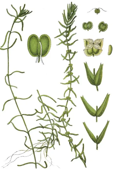 Framed Print : Intermediate Water Starwort (Callitriche hamulata) Framed Print : Intermediate Water Starwort (Callitriche hamulata)