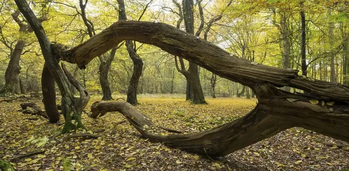 Framed Print : Intertwined trunks of old trees and deadwood