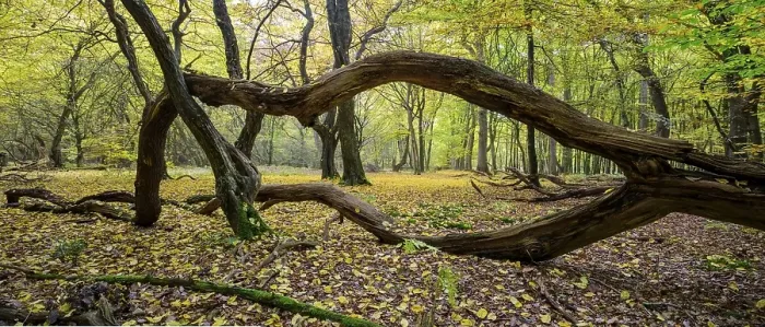 Framed Print : Intertwined trunks of old trees and deadwood Framed Print : Intertwined trunks of old trees and deadwood