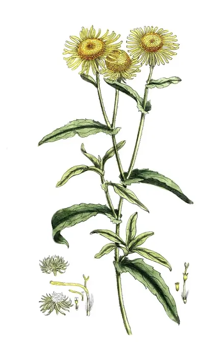 Framed Print : Inula dysenterica, Pulicaria dysenterica