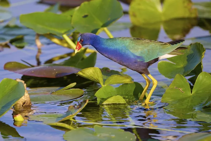 Framed Print : An iridescent bird stands in a pond full of grass-green leaves
