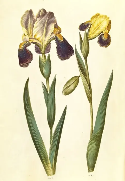 Framed Print : Iris -- germanica or Iris -- sambucina