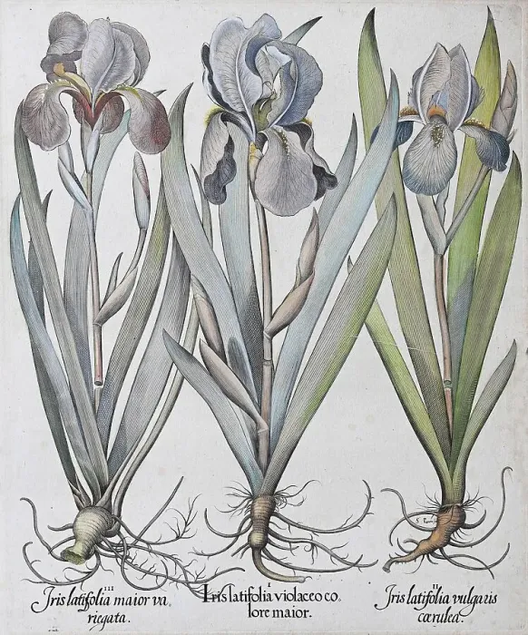 Framed Print : Irises (Iris) es, hand-coloured copperplate engraving by Basilius Besler Framed Print : Irises (Iris) es, hand-coloured copperplate engraving by Basilius Besler