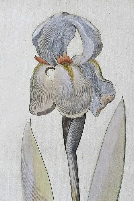 Framed Print : Irises (Iris), Illyrica, hand-coloured copper engraving by Basilius Besler Framed Print : Irises (Iris), Illyrica, hand-coloured copper engraving by Basilius Besler
