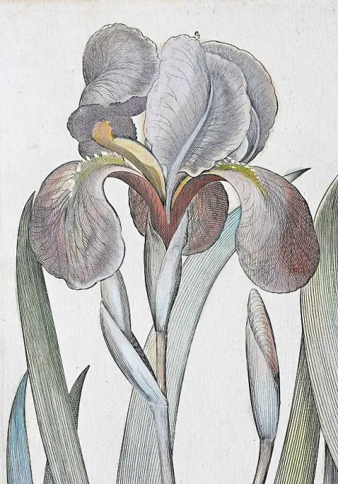 Framed Print : Irises (Iris) latifolia irises maior Framed Print : Irises (Iris) latifolia irises maior