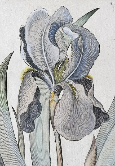 Framed Print : Irises (Iris) latifolia irises violaceo colore maior