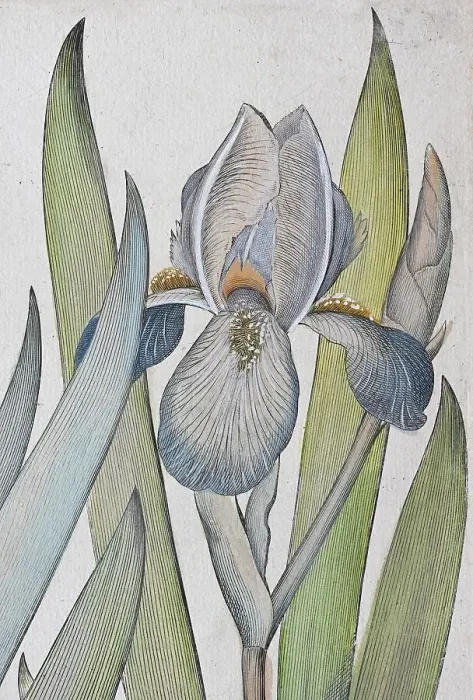 Framed Print : Irises (Iris) latifolia irises violaceo vulgaris coerulea Framed Print : Irises (Iris) latifolia irises violaceo vulgaris coerulea